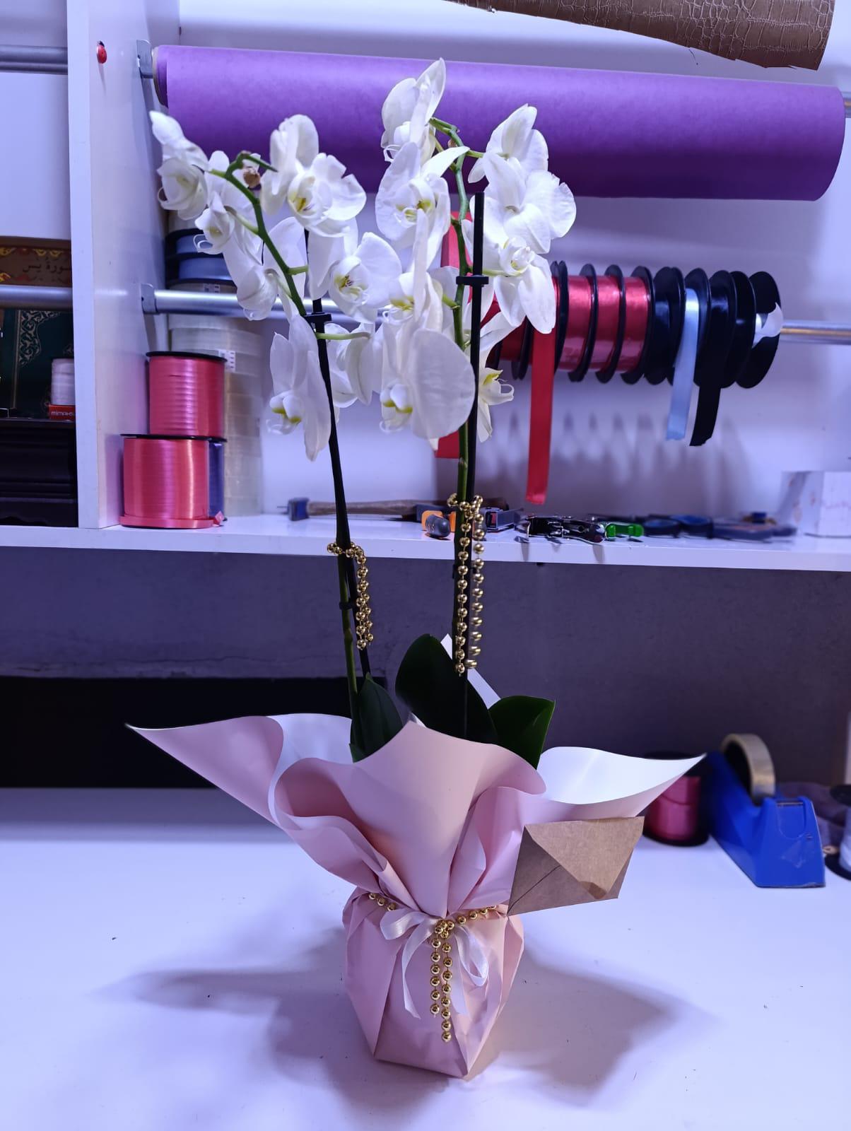 Çift dallı ithal orkide  - Saksı Çiçekleri